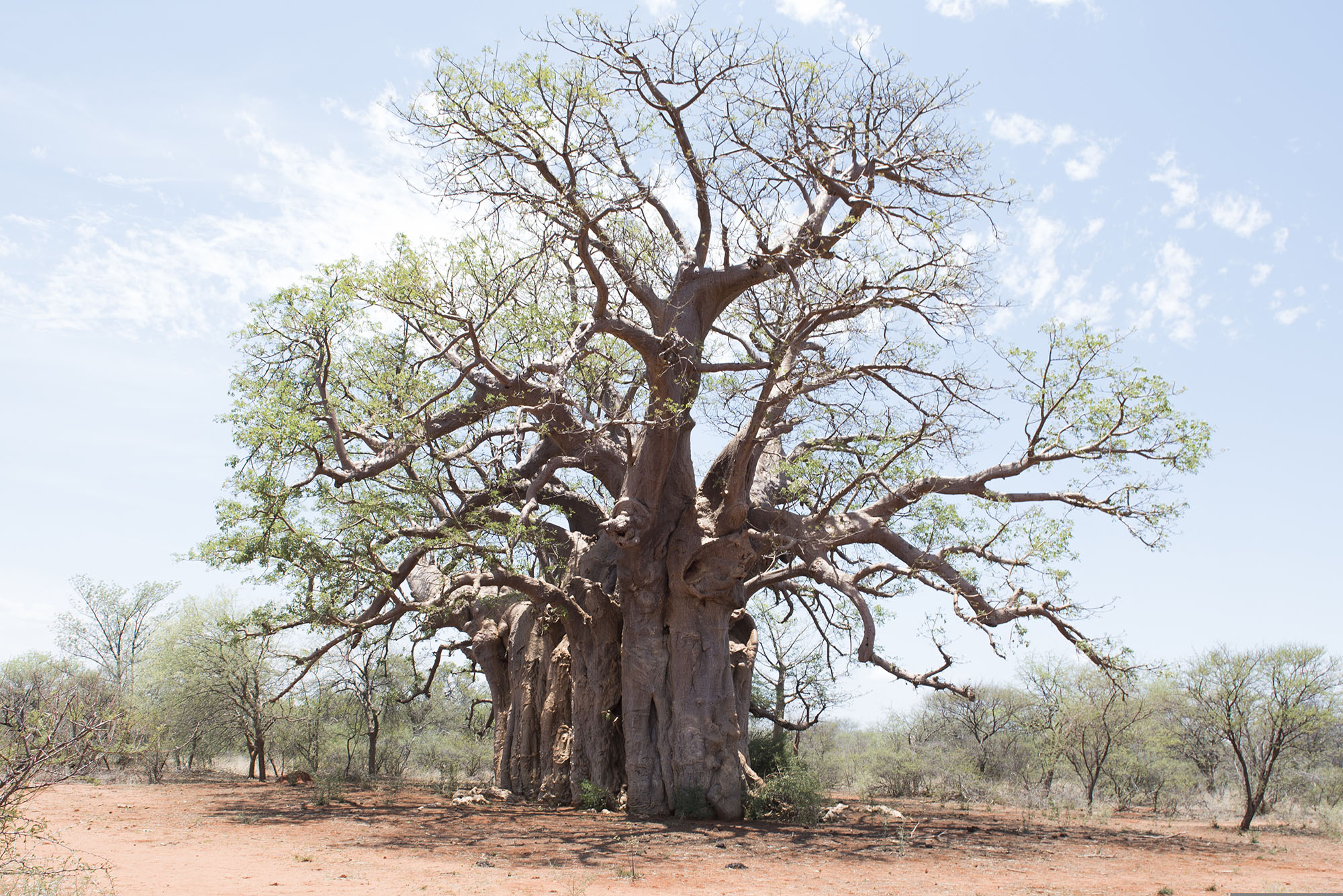 Jahrhundertealter Baobab in der Kalahari, Botswana – Wahrzeichen der Trockensavanne