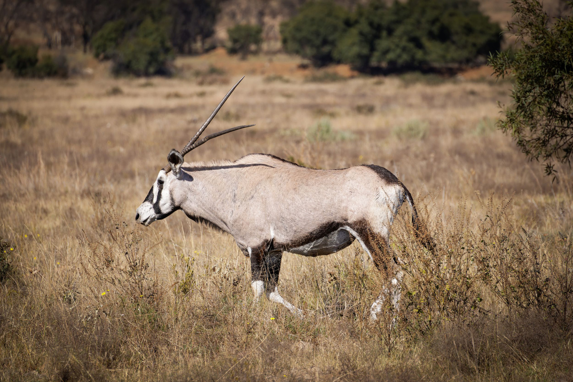 Oryx-Antilope (Gemsbock) im trockenen Gras der Kalahari, Botswana