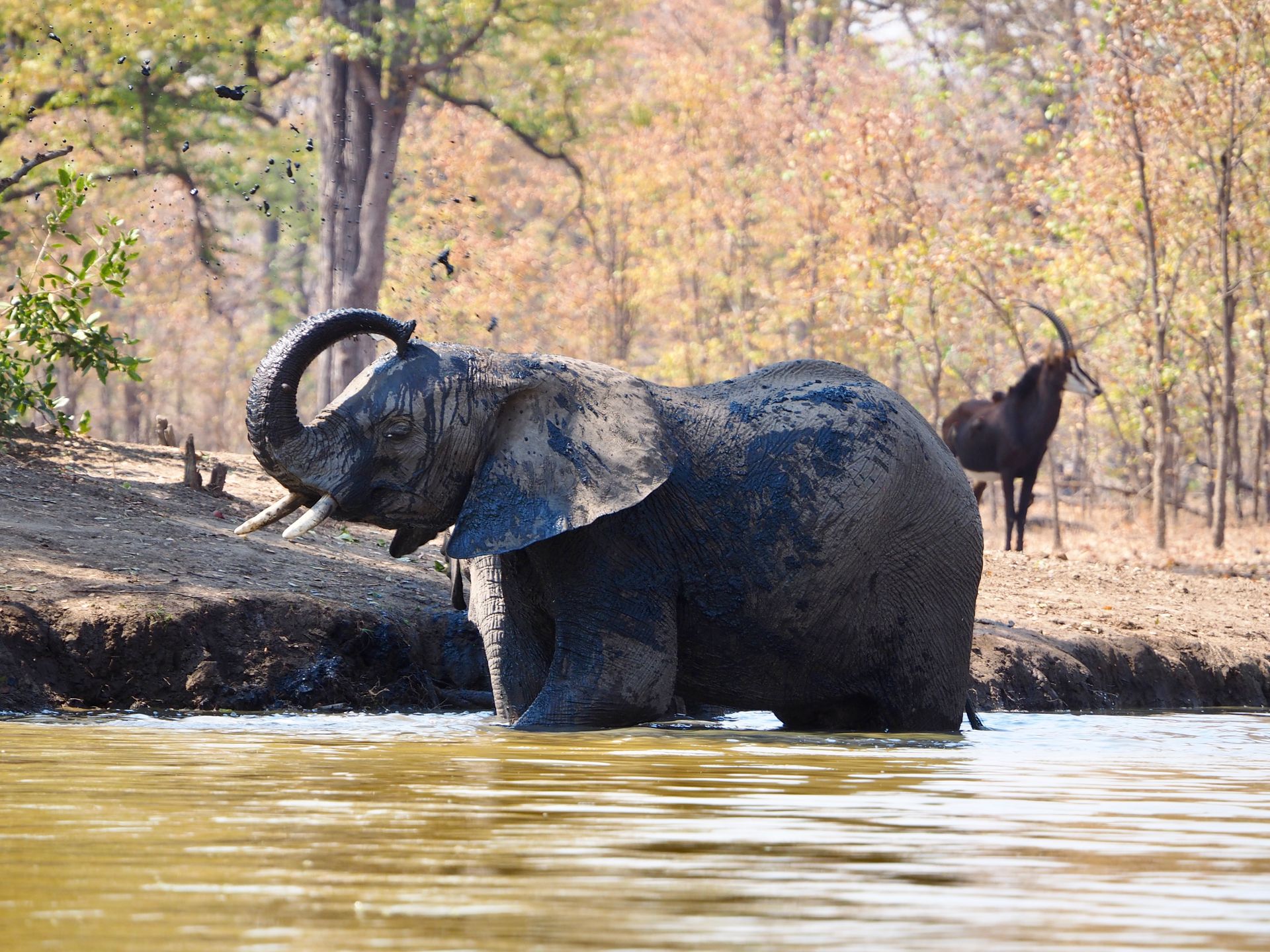 Ein Elefant baded im Wasserloch und im Hintergrund steht eine seltene Sable Antiilope